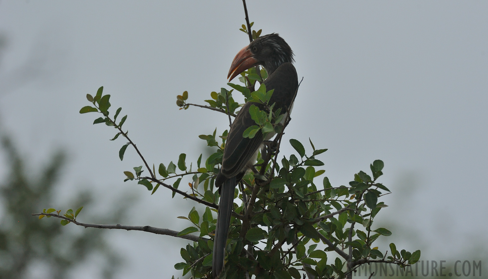 Lophoceros alboterminatus [550 mm, 1/2000 Sek. bei f / 8.0, ISO 1600]